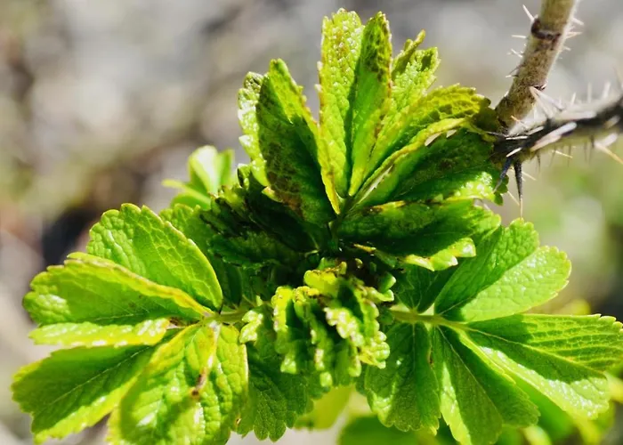Komfort-ferienhaus - Extertal-ferienpark Fuer 1-5 Personen Sauna Hébergement de vacances *